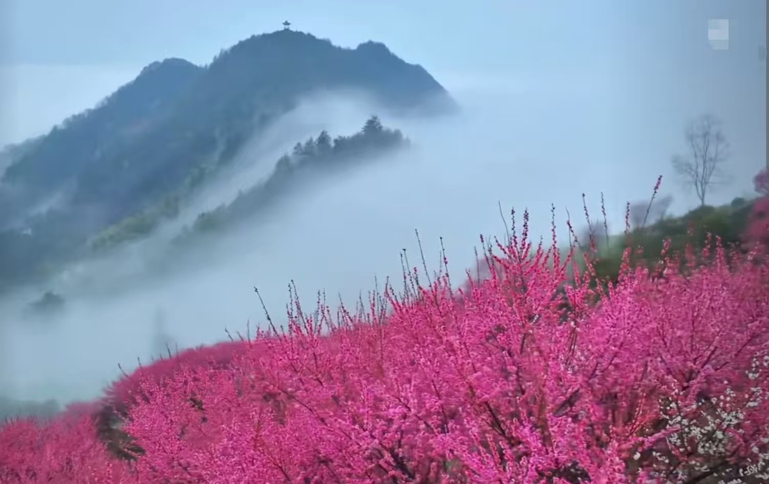 Self-Leadership in AI Era